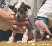 kínai meztelen kutya / chinese crested dog kínai meztelen kutya / chinese crested dog